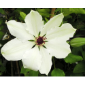 Clematis 'Miss Bateman' - Clematite