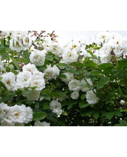Rosa 'Neige d'Avril' - Rosaceae - Rosier