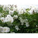 Rosa 'Neige d'Avril' - Rosaceae - Rosier