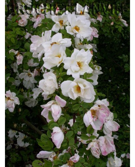 Rosa 'Nevada' - Rosaceae - Rosier