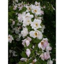 Rosa 'Nevada' - Rosaceae - Rosier