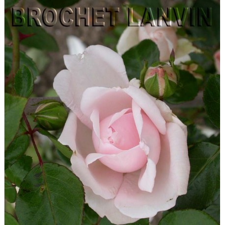 Rosa 'New Dawn' - Rosaceae - Rosier