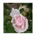 Rosa 'New Dawn' - Rosaceae - Rosier