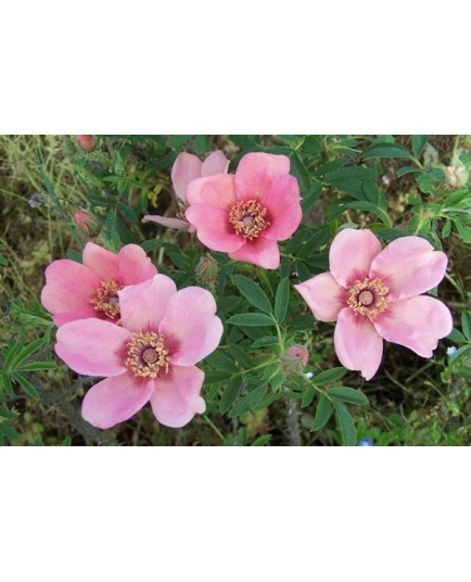 Rosa 'Nigel Hawthorne' - Rosaceae - Rose ancienne