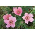 Rosa 'Nigel Hawthorne' - Rosaceae - Rose ancienne