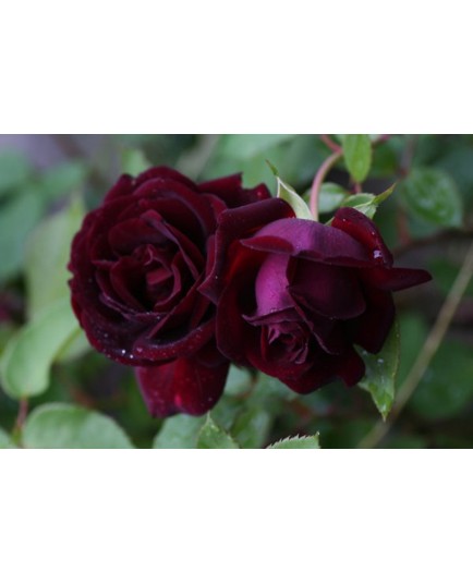 Rosa 'Nigrette' - Rosaceae - Rosier
