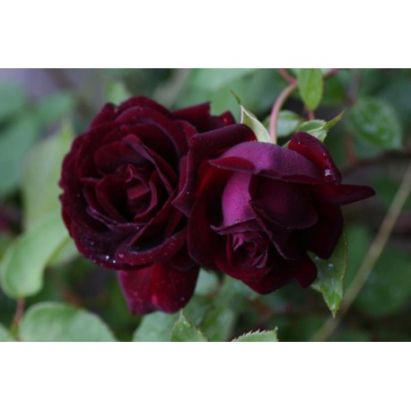 Rosa 'Nigrette' - Rosaceae - Rosier