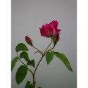 Rosa 'Noella Nabonnand' - Rosaceae - Rose ancienne -Rosier grimpant