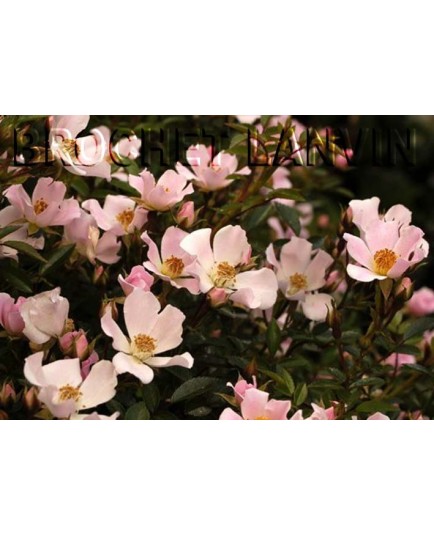 Rosa 'Nozomi' - Rosaceae - Rosier couvre sol