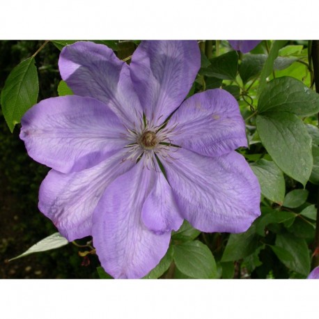 Clematis 'Mrs Cholmondeley'