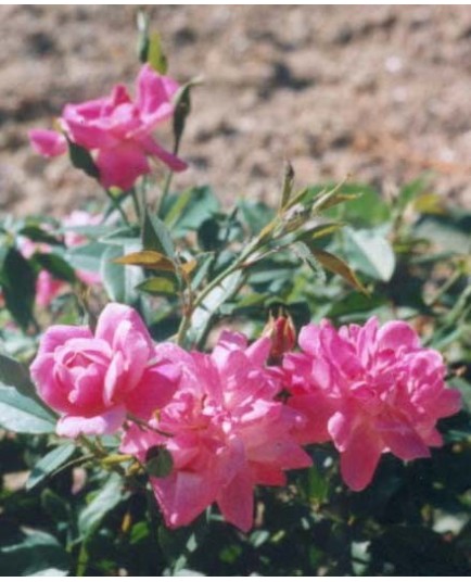 Rosa 'Old Blush' - Rosaceae - Rosier