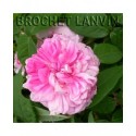 Rosa 'Omar Khayyam' - Rosaceae - Rosier