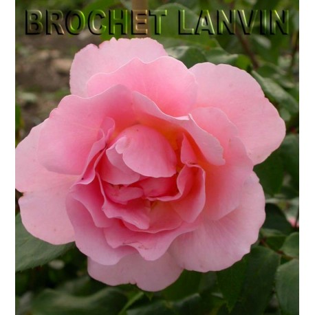 Rosa 'Opaline' - Rosaceae - Rosier