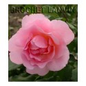 Rosa 'Opaline' - Rosaceae - Rosier