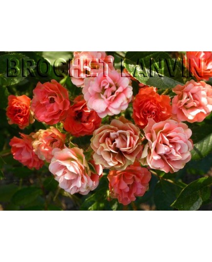 Rosa 'Orange King' - Rosaceae - Rosier nain