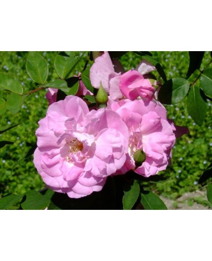 Rosa 'Ornement des Bosquets' - Rosaceae - rosier
