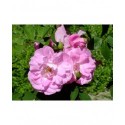 Rosa 'Ornement des Bosquets' - Rosaceae - rosier