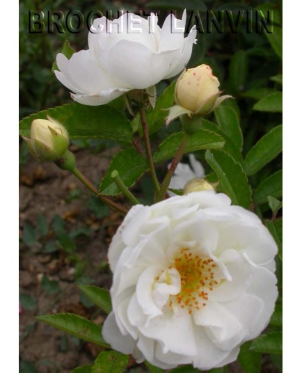 Rosa 'Pâquerette' - Rosaceae - Rosier