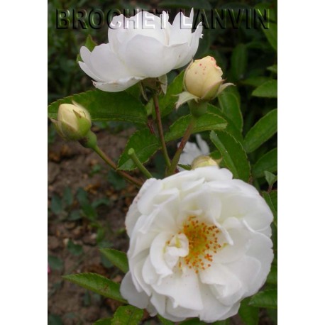 Rosa 'Pâquerette' - Rosaceae - Rosier
