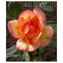Rosa 'Parure d'Or' - Rosaceae - Rosier
