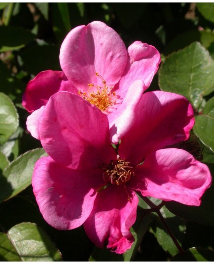 Rosa 'Patricia Beucher' - Rosaceae - Rosier