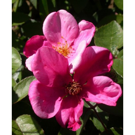 Rosa 'Patricia Beucher' - Rosaceae - Rosier