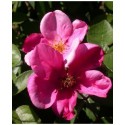 Rosa 'Patricia Beucher' - Rosaceae - Rosier
