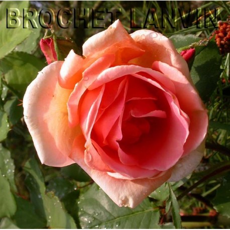 Rosa 'Paul Lede cl' - Rosaceae - Rosier