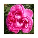 Rosa 'Paul Neyron' - Rosaceae - Rosier