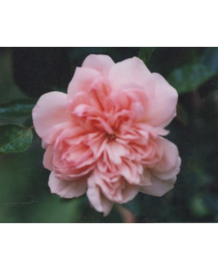 Rosa 'Paul Noel' - Rosaceae - Rosier