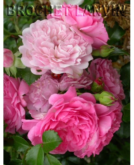 Rosa 'Paul Ploton' - Rosaceae - Rosier couvre sol