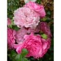Rosa 'Paul Ploton' - Rosaceae - Rosier couvre sol