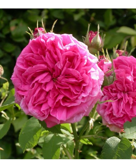 Rosa 'Paul Ricault' - Rosaceae - Rosier