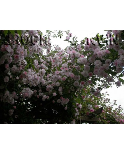 Rosa 'Paul 's Himalayan Musk' - Rosaceae - Rosier