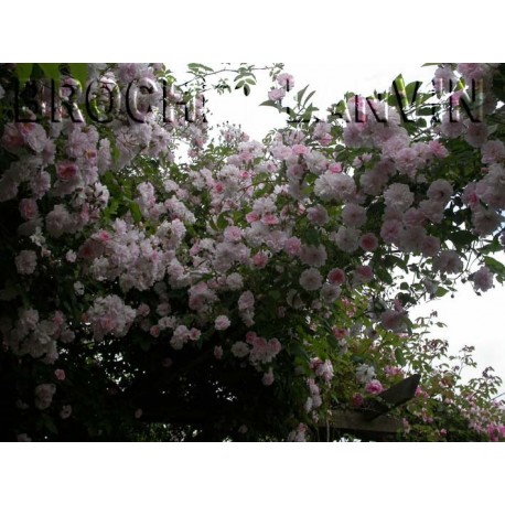 Rosa 'Paul 's Himalayan Musk' - Rosaceae - Rosier