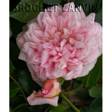 Rosa 'Paul Transon' - Rosaceae - Rosier