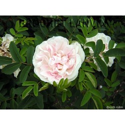 Rosa 'Paula Vapelle' - Rosaceae - Rosier