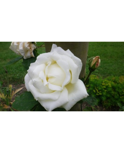 Rosa 'Paul's lemon Pillar' - Rosaceae - Rosier
