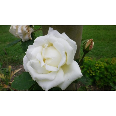 Rosa 'Paul's lemon Pillar' - Rosaceae - Rosier