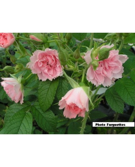Rosa 'Peach Grootendorst' - Rosacaeae - Rosier
