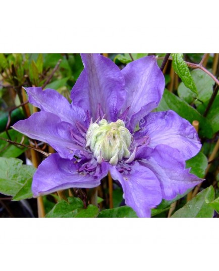 Clematis 'Multi Blue' - Clematite