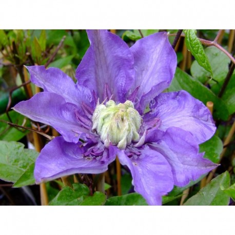 Clematis 'Multi Blue' - Clematite