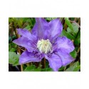 Clematis 'Multi Blue' - Clematite