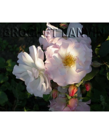 Rosa 'Penelope' - Rosaceae - Rosier