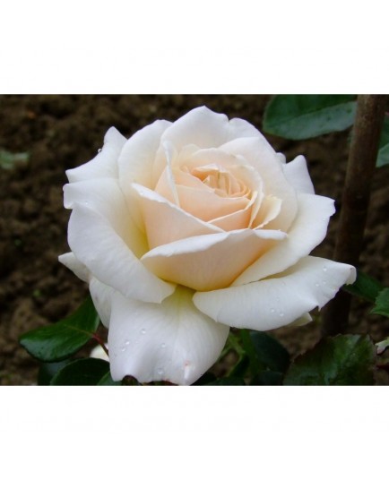 Rosa 'Penny Lane' - Rosaceae - Rosier