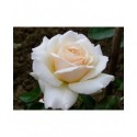 Rosa 'Penny Lane' - Rosaceae - Rosier