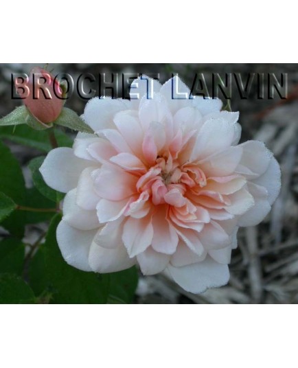 Rosa 'Perle d'Or' - Rosaceae - Rosier nain