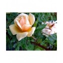 Rosa 'Perle d'Or' - Rosaceae - Rosier nain