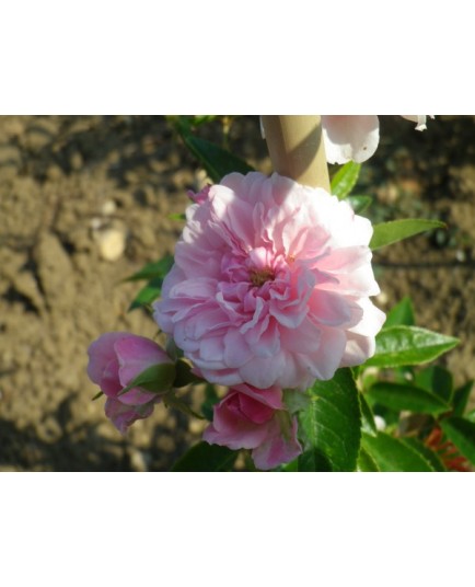 Rosa 'Petit Bonheur(R)' - Rosaceae - rosier
