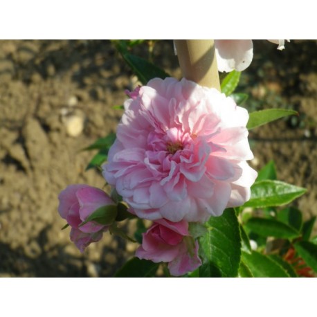 Rosa 'Petit Bonheur(R)' - Rosaceae - rosier